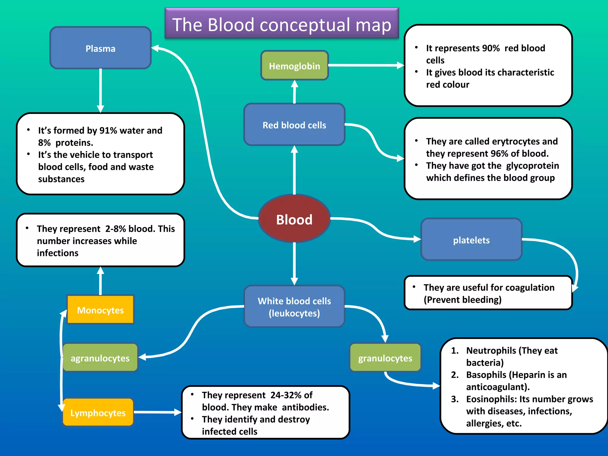 Blood Red blood cells White blood cells (leukocytes) Plasma platelets Hemoglobin It represents 90%  red blood cells It gives blood its characteristic red colour They are called erytrocytes and they represent 96% of blood. They have got the  glycoprotein which defines the blood group They are useful for coagulation (Prevent bleeding) It’s formed by 91% water and 8%  proteins. It’s the vehicle to transport blood cells, food and waste substances Monocytes Lymphocytes granulocytes agranulocytes They represent  2-8% blood. This number increases while infections They represent  24-32% of blood. They make  antibodies. They identify and destroy infected cells Neutrophils (They eat bacteria) Basophils (Heparin is an  anticoagulant ). Eosinophils: Its number grows with diseases, infections, allergies, etc. The Blood conceptual map 