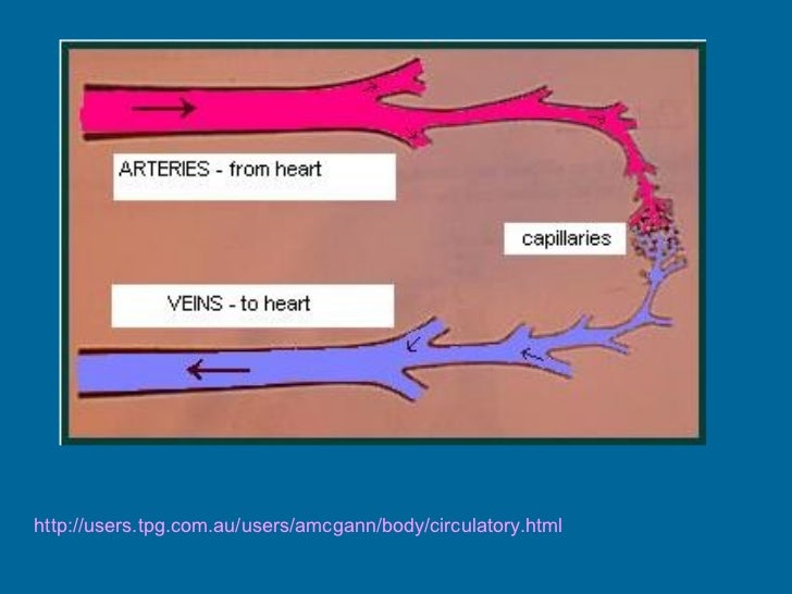 The circulatory system