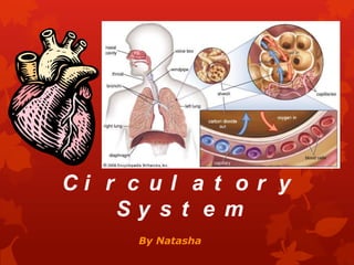 The Circulatory System By Natasha  