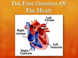 The Four Chambers Of
     The Heart
 