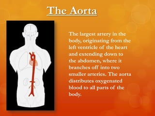 The Aorta
   The largest artery in the
   body, originating from the
   left ventricle of the heart
   and extending down to
   the abdomen, where it
   branches off into two
   smaller arteries. The aorta
   distributes oxygenated
   blood to all parts of the
   body.
 