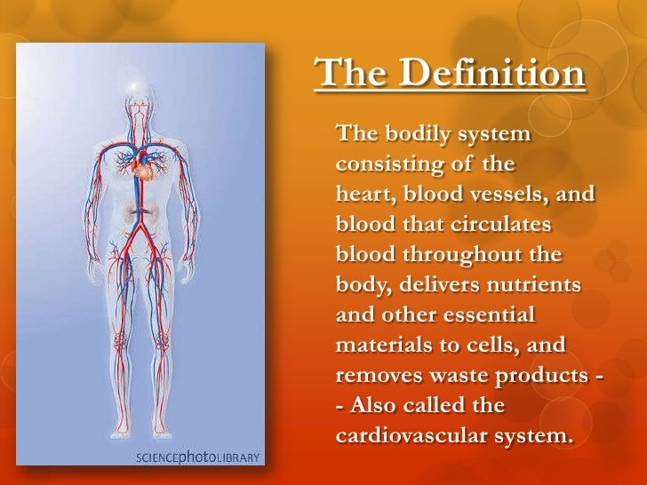 Cardiovascular system essays