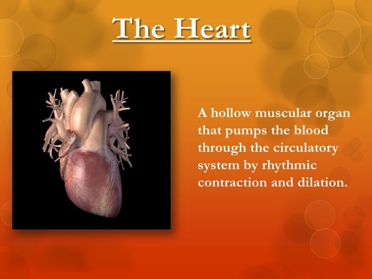 circulatory system essay questions The free biology research paper (cardiovascular system (good a paper) essay) the cardiovascular system, also known as the circulatory system, refers to the. circulatory system essay questions The free biology research paper (cardiovascular system (good a paper) essay) the cardiovascular system, also known as the circulatory system, refers to the.