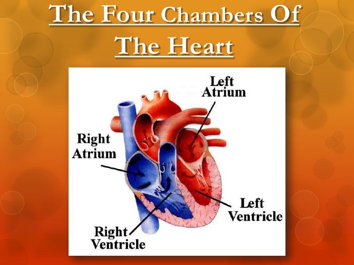 The circulatory system