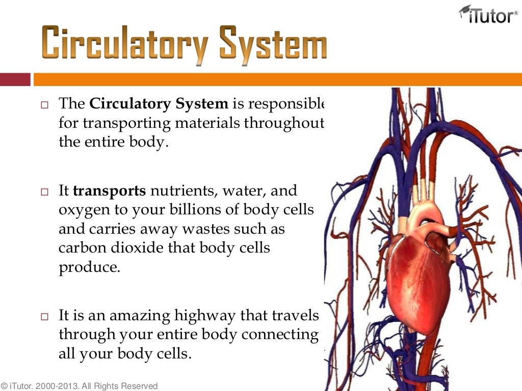 The Circulatory System