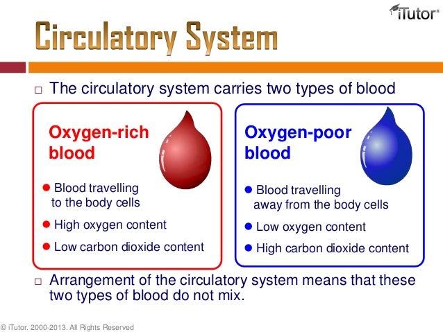 The Circulatory System
