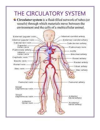 THE CIRCULATORY SYSTEM
Circulatorsystem is a fluid-filled network of tubes (or
vessels) through which materials move between the
environment and the cells of a multicellularanimal.
 