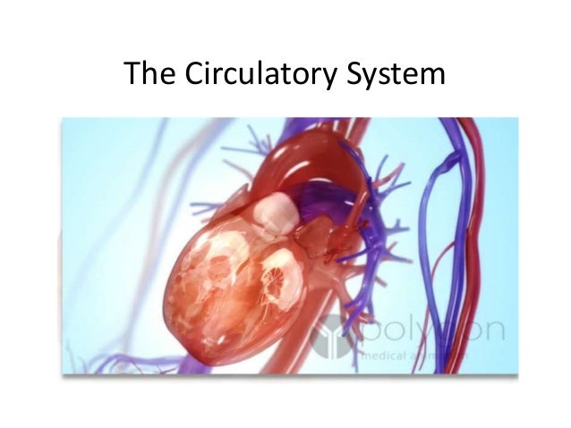 The circulatory system
