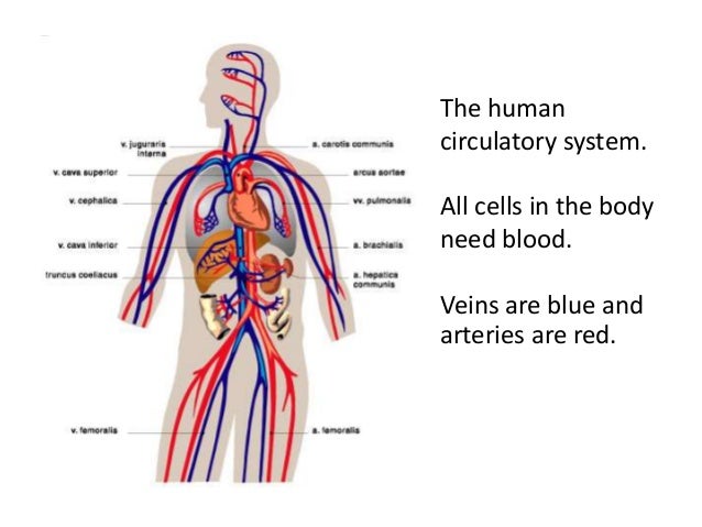 Humans_sense_organs