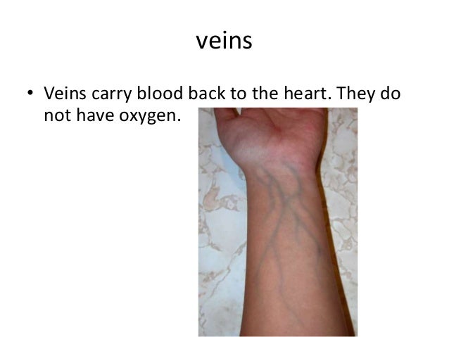 The circulatory system
