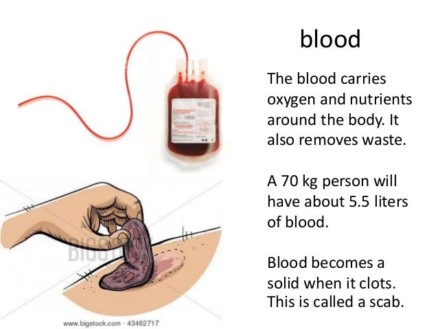 The circulatory system