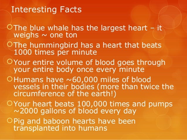 The circulatory system complete Info ppt