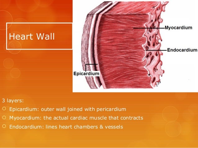 The circulatory system complete Info ppt