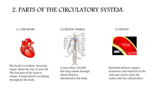 2. PARTS OF THE CIRCULATORY SYSTEM:
2.1 THE HEART 2.2 BLOOD VESSELS 2.3 BLOOD
The heart is a hollow, muscular
organ, about the size of your fist.
The function of the heart is
simple. It keeps blood circulating
throughout the body.
A more than 100,000
Km long system through
which blood is
distributed to the body.
Fluid that delivers oxygen,
hormones, and nutrients to the
cells and carries away the
wastes that the cells produce.
 