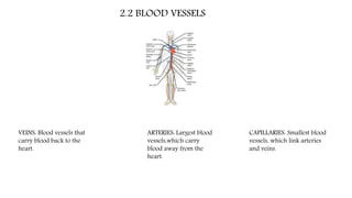 2.2 BLOOD VESSELS
ARTERIES: Largest blood
vessels,which carry
blood away from the
heart.
CAPILLARIES: Smallest blood
vessels, which link arteries
and veins.
VEINS: Blood vessels that
carry blood back to the
heart.
 
