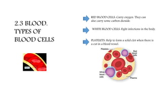 2.3 BLOOD.
TYPES OF
BLOOD CELLS
RED BLOOD CELLS: Carry oxygen. They can
also carry some carbon dioxide.
WHITE BLOOD CELLS: Fight infections in the body.
PLATELETS: Help to form a solid clot when there is
a cut in a blood vessel.
 