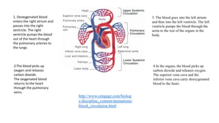http://www.cengage.com/biolog
y/discipline_content/animations/
blood_circulation.html
1. Deoxygenated blood
enters the right atrium and
passes into the right
ventricle. The right
ventricle pumps the blood
out of the heart through
the pulmonary arteries to
the lungs.
2.The blood picks up
oxygen and releases
carbon dioxide.
The oxygenated blood
returns to the heart
through the pulmonary
veins.
3. The blood goes into the left atrium
and then into the left ventricle. The left
ventricle pumps the blood through the
aorta to the rest of the organs in the
body.
4.In the organs, the blood picks up
carbon dioxide and releases oxygen.
The superior vena cava and the
inferior vena cava carry deoxygenated
blood to the heart.
 