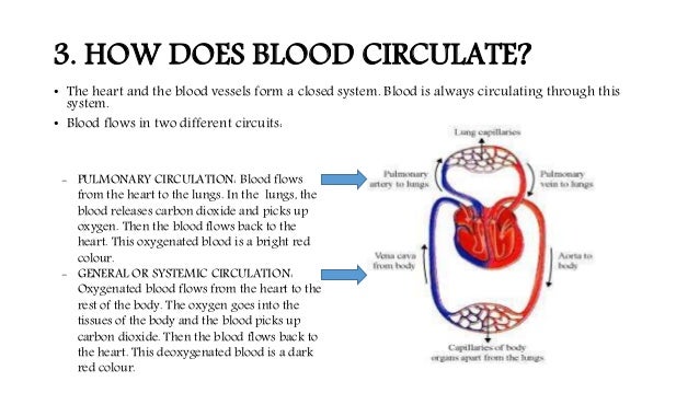 The circulatory system