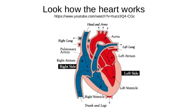 the circulatory system youtube how the heart works