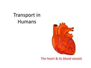 Transport in
Humans
The heart & its blood vessels
 
