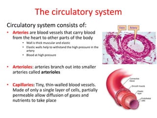 The circulatory system
Circulatory system consists of:
• Arteries are blood vessels that carry blood
from the heart to other parts of the body
• Wall is thick muscular and elastic
• Elastic walls help to withstand the high pressure in the
artery
• Blood at high pressure
• Arterioles: arteries branch out into smaller
arteries called arterioles
• Capillaries: Tiny, thin-walled blood vessels.
Made of only a single layer of cells, partially
permeable allow diffusion of gases and
nutrients to take place
 