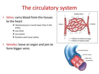 The circulatory system
• Veins: carry blood from the tissues
to the heart
 blood pressure is much lower than in the
artery
 Less thick
 Less elastic
 Contains semi-lunar valves
• Venules: leave an organ and join to
form bigger veins
 