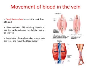Movement of blood in the vein
• Semi- lunar valves prevent the back flow
of blood
• The movement of blood along the vein is
assisted by the action of the skeletal muscles
on the vein
• Movement of muscles makes pressure on
the veins and move the blood quickly
 