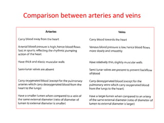 Comparison between arteries and veins
 