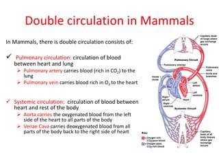Double circulation in Mammals
In Mammals, there is double circulation consists of:
 Pulmonary circulation: circulation of blood
between heart and lung
 Pulmonary artery carries blood (rich in CO2) to the
lung
 Pulmonary vein carries blood rich in O2 to the heart
 Systemic circulation: circulation of blood between
heart and rest of the body
 Aorta carries the oxygenated blood from the left
side of the heart to all parts of the body
 Venae Cava carries deoxygenated blood from all
parts of the body back to the right side of heart
 