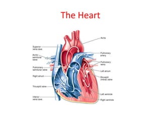 The Heart
 