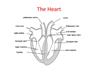 The Heart
 