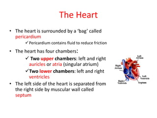 The Heart
• The heart is surrounded by a ‘bag’ called
pericardium
Pericardium contains fluid to reduce friction
• The heart has four chambers:
 Two upper chambers: left and right
auricles or atria (singular atrium)
Two lower chambers: left and right
ventricles
• The left side of the heart is separated from
the right side by muscular wall called
septum
 