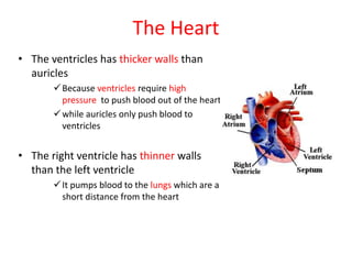The Heart
• The ventricles has thicker walls than
auricles
Because ventricles require high
pressure to push blood out of the heart
while auricles only push blood to
ventricles
• The right ventricle has thinner walls
than the left ventricle
It pumps blood to the lungs which are a
short distance from the heart
 