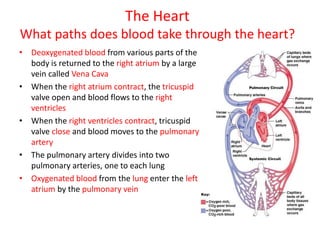 The Heart
What paths does blood take through the heart?
• Deoxygenated blood from various parts of the
body is returned to the right atrium by a large
vein called Vena Cava
• When the right atrium contract, the tricuspid
valve open and blood flows to the right
ventricles
• When the right ventricles contract, tricuspid
valve close and blood moves to the pulmonary
artery
• The pulmonary artery divides into two
pulmonary arteries, one to each lung
• Oxygenated blood from the lung enter the left
atrium by the pulmonary vein
 
