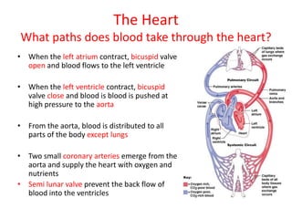 The Heart
What paths does blood take through the heart?
• When the left atrium contract, bicuspid valve
open and blood flows to the left ventricle
• When the left ventricle contract, bicuspid
valve close and blood is blood is pushed at
high pressure to the aorta
• From the aorta, blood is distributed to all
parts of the body except lungs
• Two small coronary arteries emerge from the
aorta and supply the heart with oxygen and
nutrients
• Semi lunar valve prevent the back flow of
blood into the ventricles
 