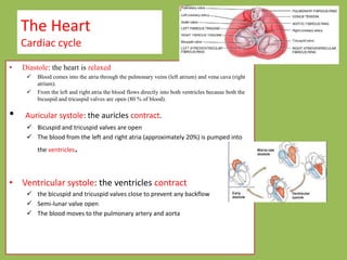 The Heart
Cardiac cycle
• Diastole: the heart is relaxed
 Blood comes into the atria through the pulmonary veins (left atrium) and vena cava (right
atrium).
 From the left and right atria the blood flows directly into both ventricles because both the
bicuspid and tricuspid valves are open (80 % of blood).
• Auricular systole: the auricles contract.
 Bicuspid and tricuspid valves are open
 The blood from the left and right atria (approximately 20%) is pumped into
the ventricles.
• Ventricular systole: the ventricles contract
 the bicuspid and tricuspid valves close to prevent any backflow
 Semi-lunar valve open
 The blood moves to the pulmonary artery and aorta
 