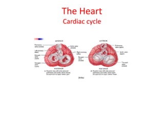 The Heart
Cardiac cycle
 