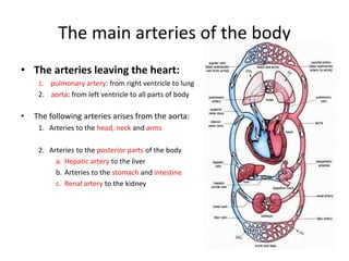 The main arteries of the body
• The arteries leaving the heart:
1. pulmonary artery: from right ventricle to lung
2. aorta: from left ventricle to all parts of body
• The following arteries arises from the aorta:
1. Arteries to the head, neck and arms
2. Arteries to the posterior parts of the body
a. Hepatic artery to the liver
b. Arteries to the stomach and intestine
c. Renal artery to the kidney
 
