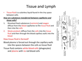 Tissue and Lymph
• Tissue fluid is a colorless liquid found in the tiny space
between cells.
How are substances transferred between capillaries and
tissue cells?
1. Dissolved food substances (nutrients) and oxygen
diffuse from the blood capillaries to the tissue fluid and
then into the cells
2. Waste products diffuse from the cells into the tissue
fluid and then through the blood capillary walls into the
blood
How tissue fluid is formed?
Blood plasma is forced out through the capillary walls
into the spaces between the cells as tissue fluid
Tissue fluid contains white blood cells (phagocytes)
and plasma with no red blood cells
 