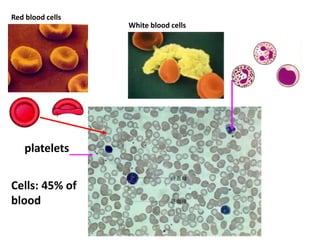 Red blood cells
White blood cells
platelets
Cells: 45% of
blood
 