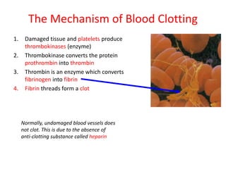 The Mechanism of Blood Clotting
1. Damaged tissue and platelets produce
thrombokinases (enzyme)
2. Thrombokinase converts the protein
prothrombin into thrombin
3. Thrombin is an enzyme which converts
fibrinogen into fibrin
4. Fibrin threads form a clot
Normally, undamaged blood vessels does
not clot. This is due to the absence of
anti-clotting substance called heparin
 