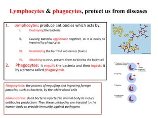 Lymphocytes & phagocytes, protect us from diseases
1. Lymphocytes: produce antibodies which acts by:
I. Destroying the bacteria
II. Causing bacteria agglutinate together, so it is easily to
ingested by phagocytes
III. Neutralizing the harmful substances (toxin)
IV. Attaching to virus, prevent them to bind to the body cell
2. Phagocytes: it engulfs the bacteria and then ingests it
by a process called phagocytosis
Phagocytosis: the process of engulfing and ingesting foreign
particles, such as bacteria, by the white blood cells
Immunization: dead bacteria injected to animal body to induce
antibodies production. Then these antibodies are injected to the
human body to provide immunity against pathogens
 