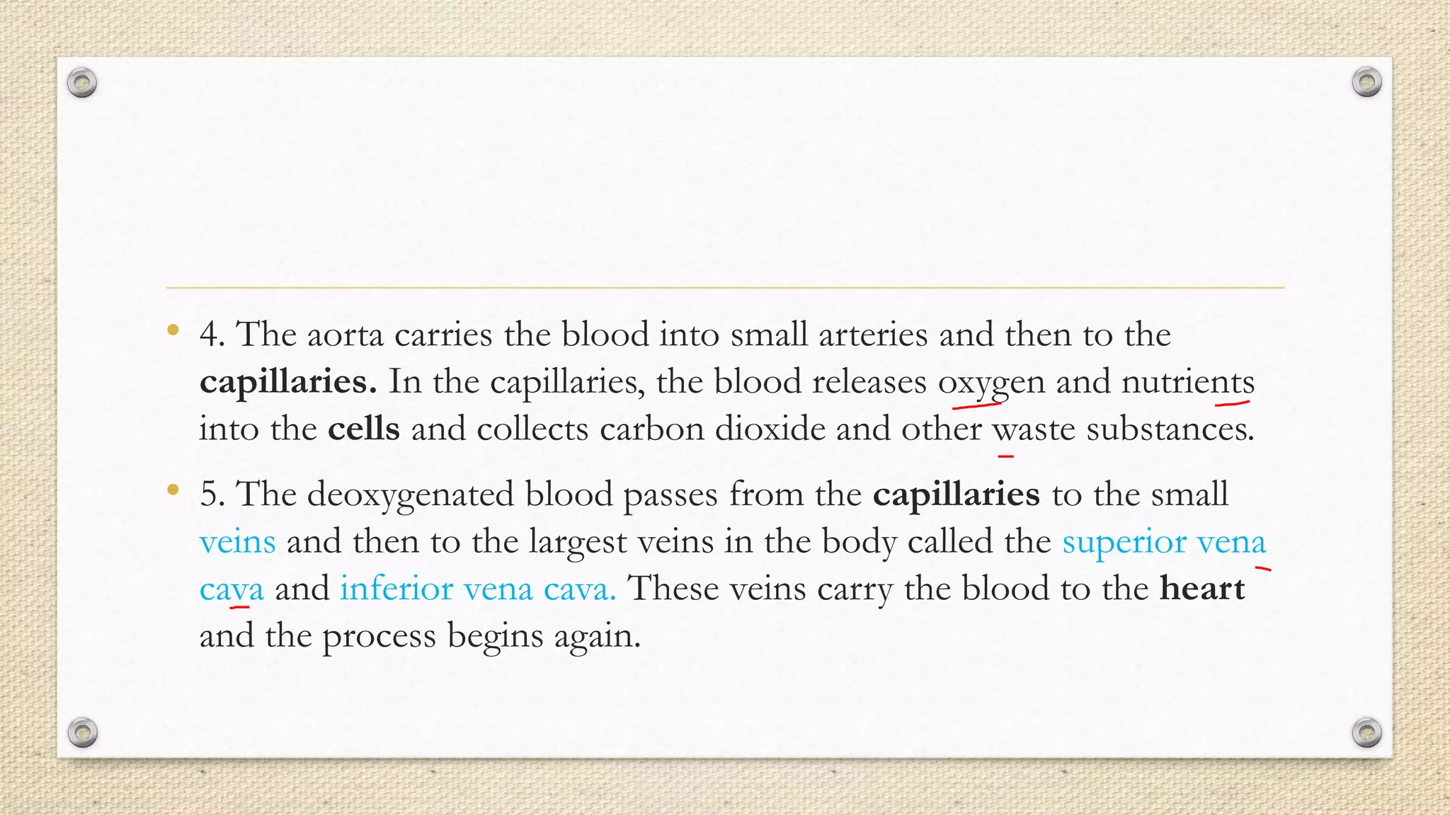 • 4. The aorta carries the blood into small arteries and then to the
capillaries. In the capillaries, the blood releases oxygen and nutrients
into the cells and collects carbon dioxide and other waste substances.
• 5. The deoxygenated blood passes from the capillaries to the small
veins and then to the largest veins in the body called the superior vena
cava and inferior vena cava. These veins carry the blood to the heart
and the process begins again.
 