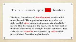 The heart is made up of four chambers
• The heart is made up of four chambers inside a thick
muscular wall. The top two chambers are called the
right and left atria; (atrium: singular, atria: plural) they
receive blood coming into the heart. The bottom part of
the heart is made up of the right and left ventricles. The
atria and the ventricles are separated by valves which
prevent blood from flowing backwards.
 