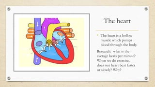 The heart
• The heart is a hollow
muscle which pumps
blood through the body.
Research: what is the
average beats per minute?
When we do exercise,
does our heart beat faster
or slowly? Why?
 
