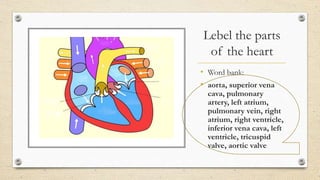 Lebel the parts
of the heart
• Word bank:
• aorta, superior vena
cava, pulmonary
artery, left atrium,
pulmonary vein, right
atrium, right ventricle,
inferior vena cava, left
ventricle, tricuspid
valve, aortic valve
 