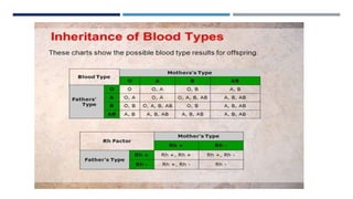 The circulatory system