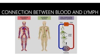 CONNECTION BETWEEN BLOOD AND LYMPH
 