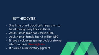 ERYTHROCYTES
 Small size of red blood cells helps them to
travel through very fine capillaries.
 Adult Human male has 5 million RBC
 Adult Human female has 4.5 million RBC
 It have a colourless spongy body or stroma
which contains Haemoglobin.
 It is called as Respiratory pigment.
 