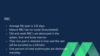 RBC
 Average life span is 120 days.
 Mature RBC has no nuclei (Eunucleated)
 Old and weak RBC’s are destroyed in the
spleen, liver and bone marrow.
 Their iron part is retained in liver and the rest
will be excreted as a bilirubin.
 One percent of total erythrocytes are destroyed
everyday.
 